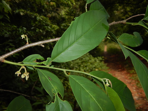 Annona edulis