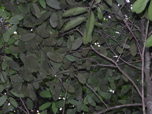 Annona foetida