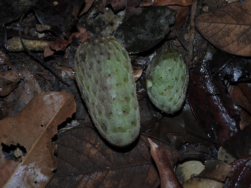 Annona foetida