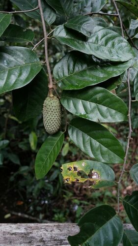 Annona hypoglauca