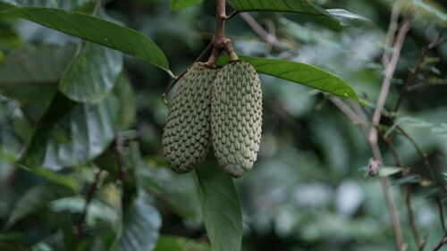Annona hypoglauca