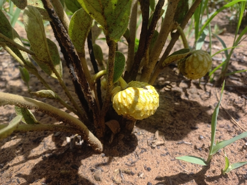 Annona stenophylla