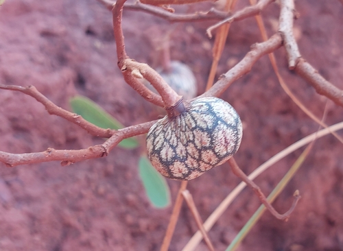 Annona stenophylla