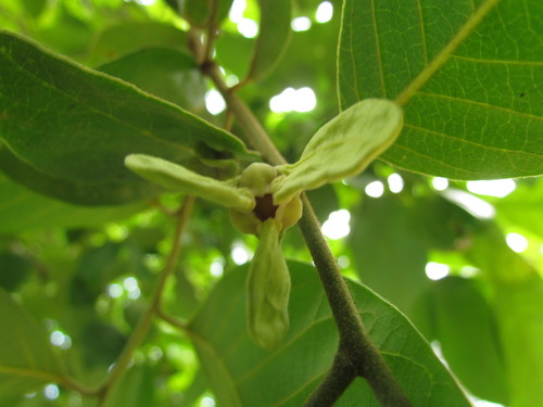 Annona sylvatica