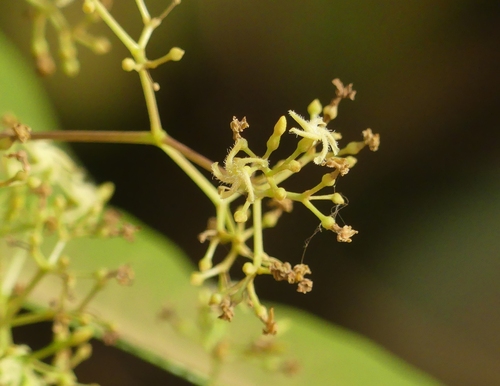 Anodendron paniculatum