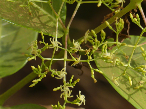 Anodendron paniculatum