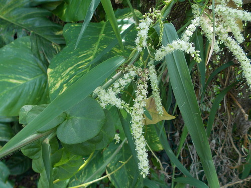 Anredera baselloides