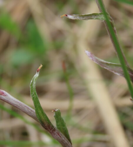 Antennaria neglecta