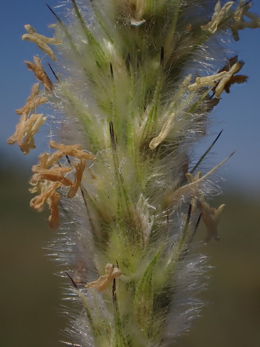 Anthephora pubescens