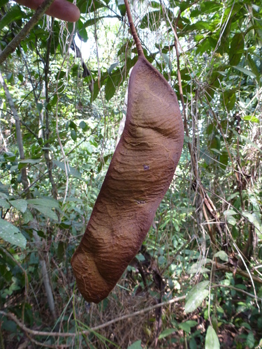 Anthonotha macrophylla