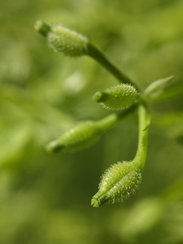 Anthriscus caucalis