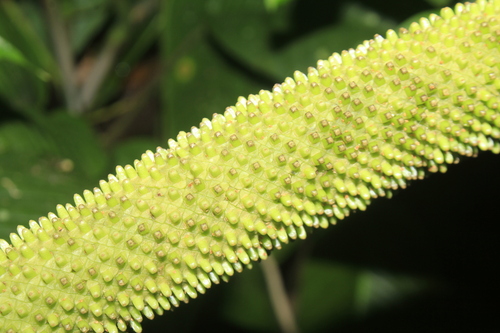Anthurium versicolor