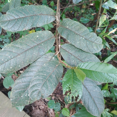 Antiaris toxicaria