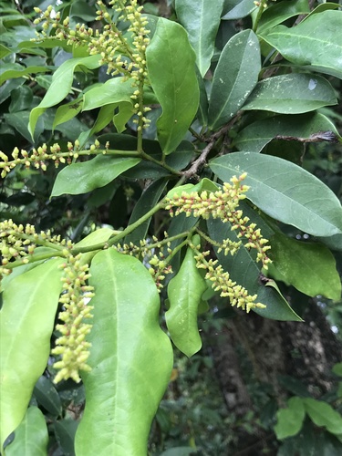 Phyllanthaceae