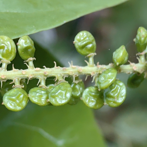 Antidesma coriaceum