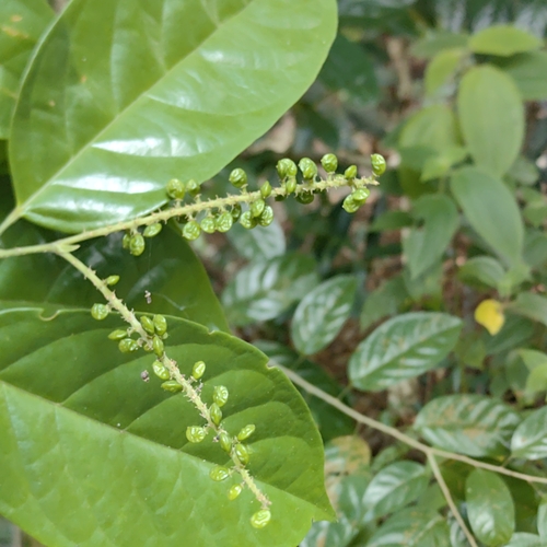Antidesma coriaceum