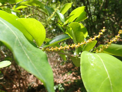 Antidesma madagascariense