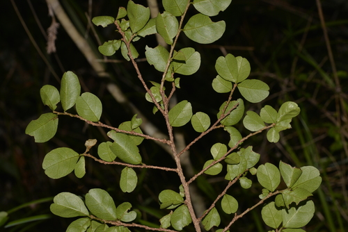 Antidesma parvifolium