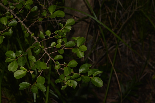 Antidesma parvifolium