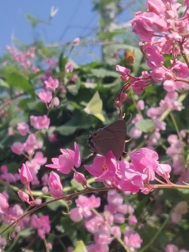 Antigonon leptopus