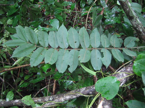 Antrocaryon micraster