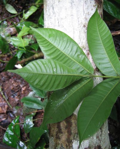 Antrocaryon micraster