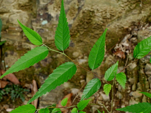 Cannabaceae