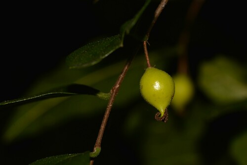 Aphananthe philippinensis