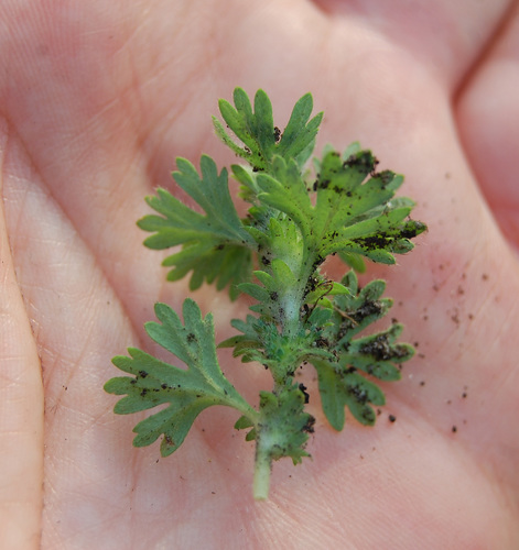 Aphanes arvensis
