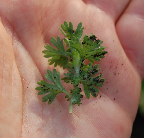 Aphanes arvensis