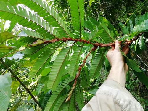 Aphanocalyx pteridophyllus