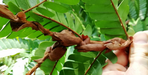 Aphanocalyx pteridophyllus