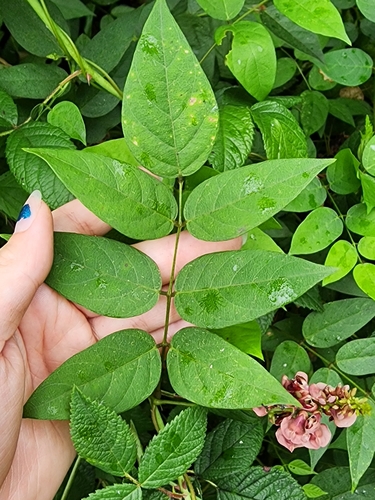 Apios americana