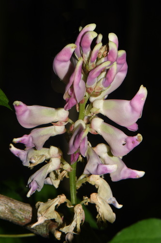 Apios priceana