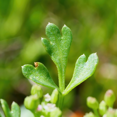 Apium annuum