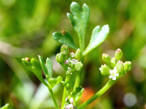 Apium annuum