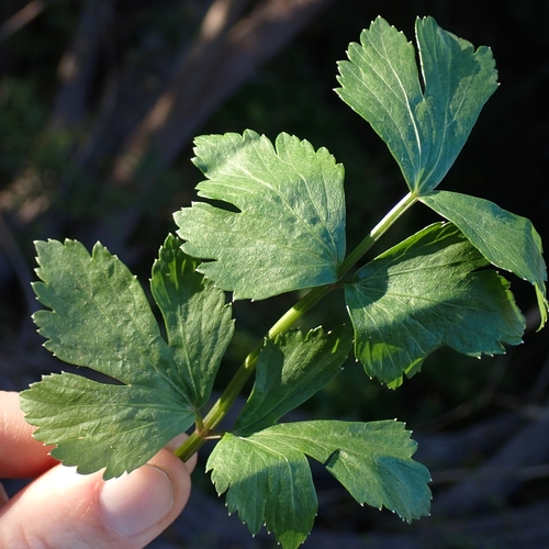 Apium graveolens