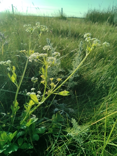Apium graveolens