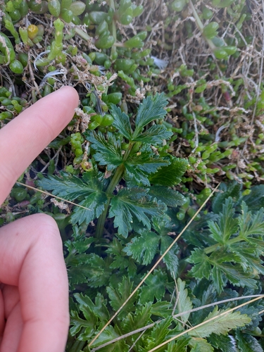 Apium insulare