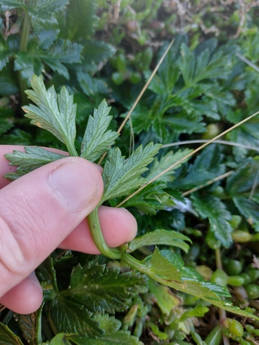 Apium insulare