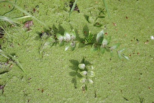 Apium nodiflorum