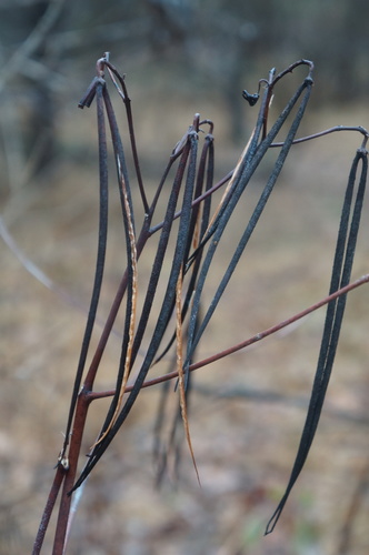 Apocynum cannabinum