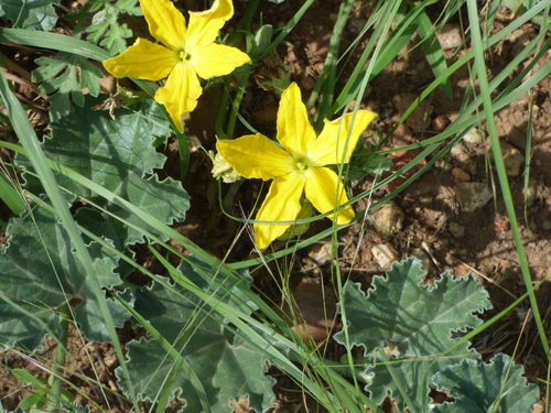Apodanthera undulata