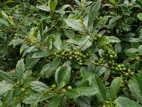 Aporosa octandra