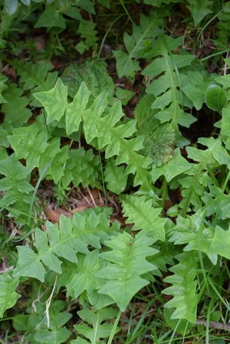 Aposeris foetida