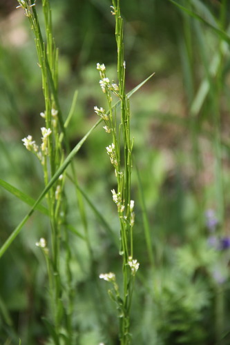 Arabis sagittata