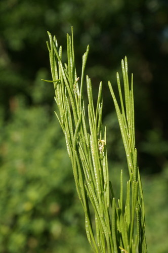 Arabis sagittata