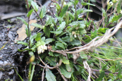 Arabis serrata