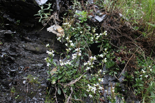 Arabis serrata