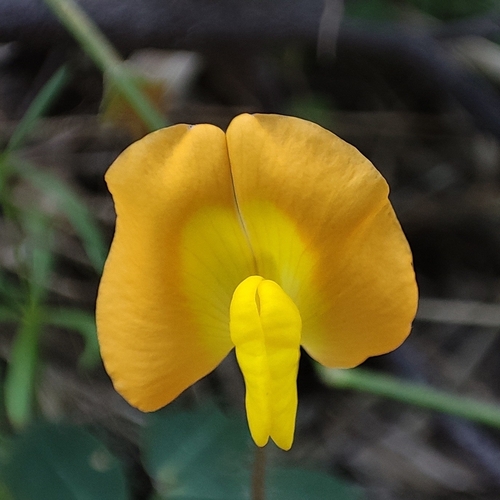 Arachis nitida